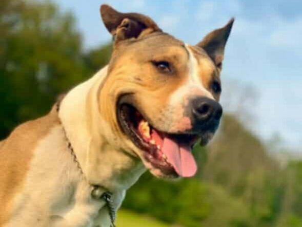 Chien (Moka) blanc et marron de race Américain Staffordshire.